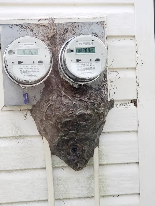 Royal Termite Control, Inc Picture 1