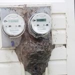 Royal Termite Control, Inc