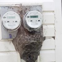 Royal Termite Control, Inc ico