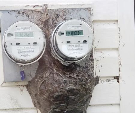 Royal Termite Control, Inc