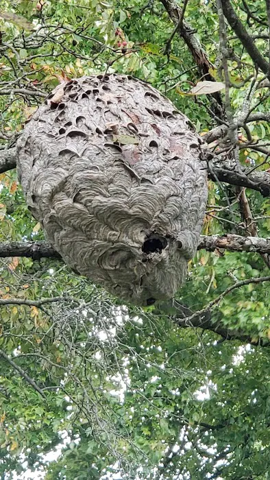 Royal Termite Control, Inc Picture 3