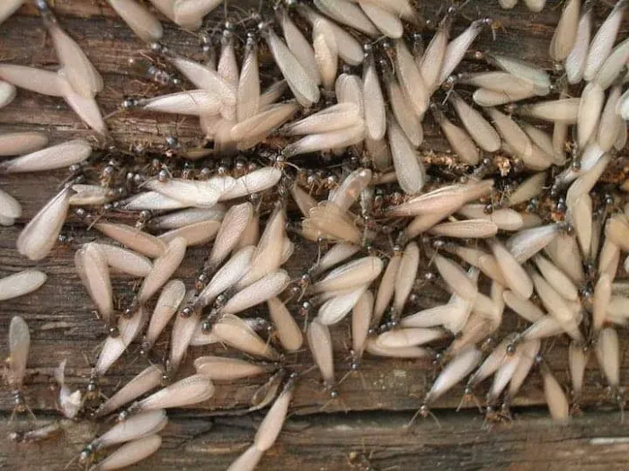 Royal Termite Control, Inc Picture 5