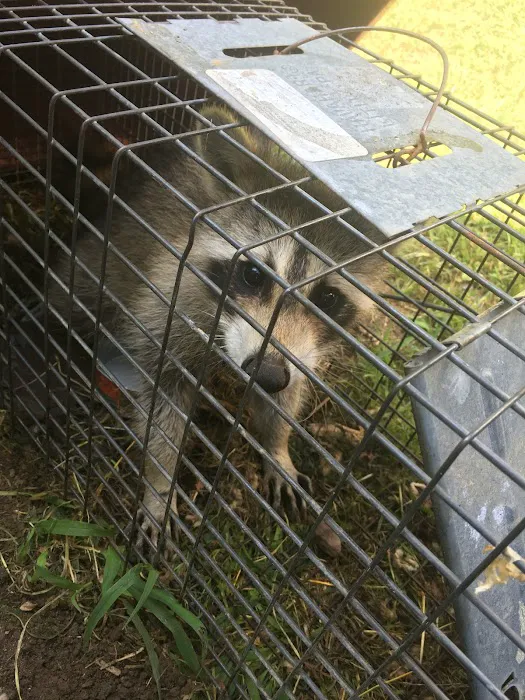 Absolute Pest Services Picture 6