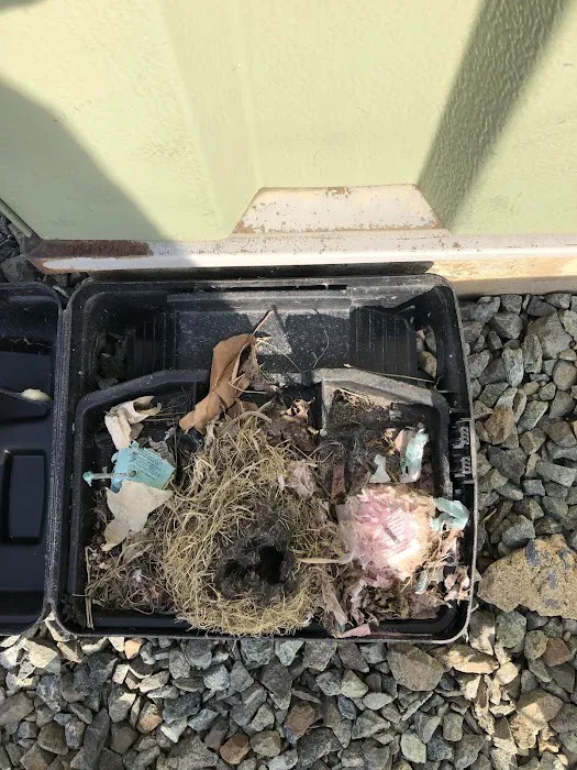 Absolute Pest Services Picture 9