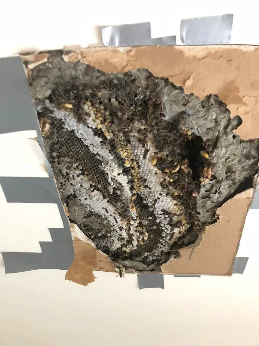 Absolute Pest Services Picture 4
