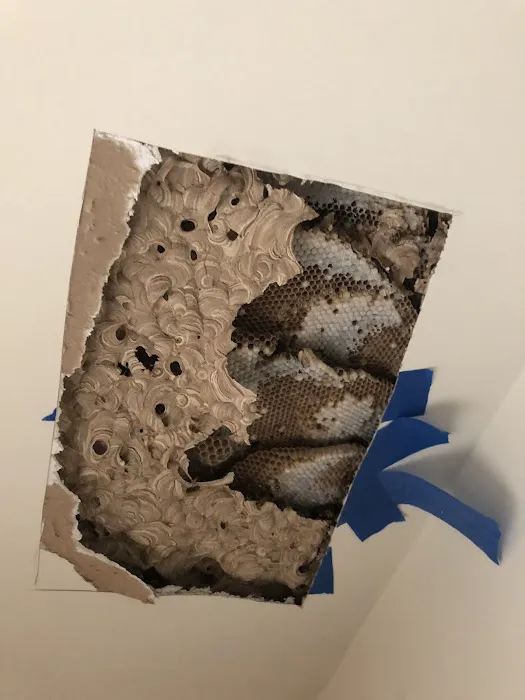 Absolute Pest Services Picture 10