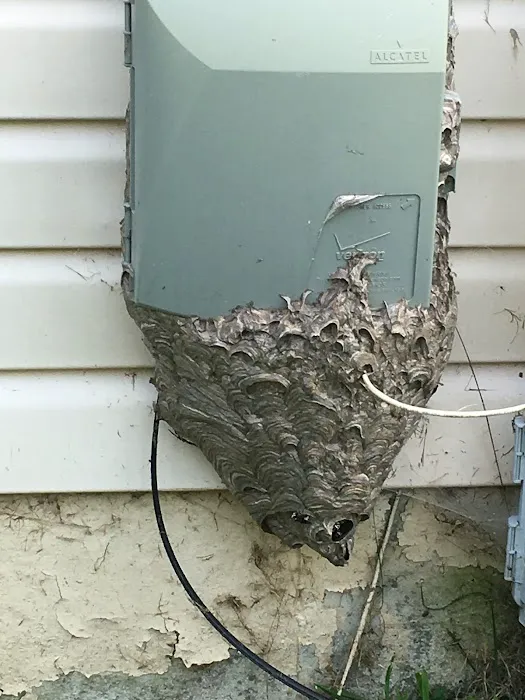 Absolute Pest Services Picture 2