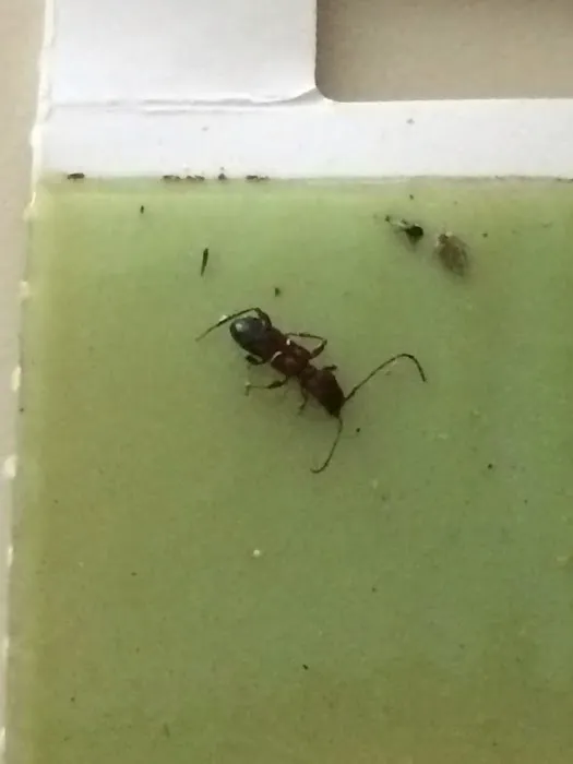 Absolute Pest Services Picture 1