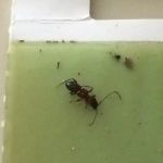 Absolute Pest Services
