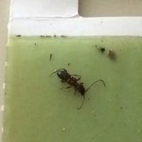 Absolute Pest Services ico