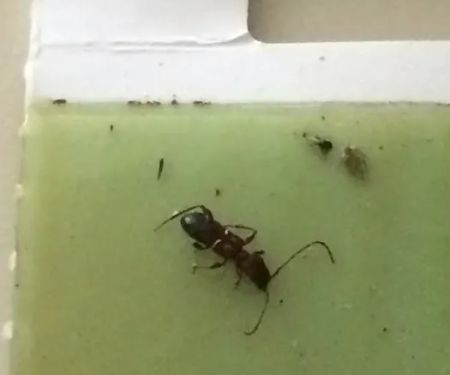 Absolute Pest Services