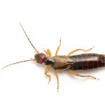 Western Pest Services