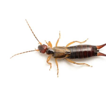 Western Pest Services