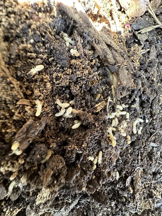 Truly Nolen Pest & Termite Control of Lancaster Picture 5