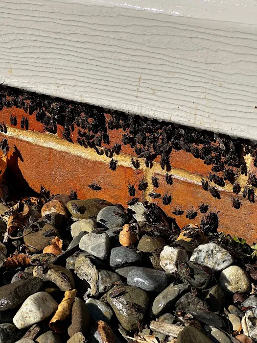 Truly Nolen Pest & Termite Control of Lancaster Picture 2