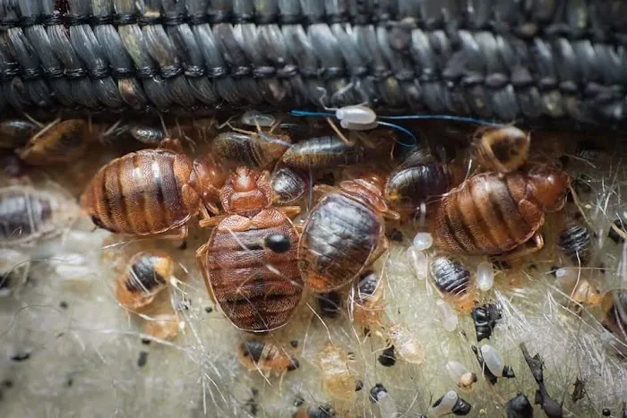 Genesis Termite and Pest Control Picture 1