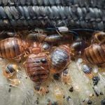 Genesis Termite and Pest Control