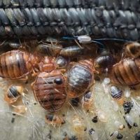 Genesis Termite and Pest Control ico