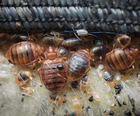 Genesis Termite and Pest Control