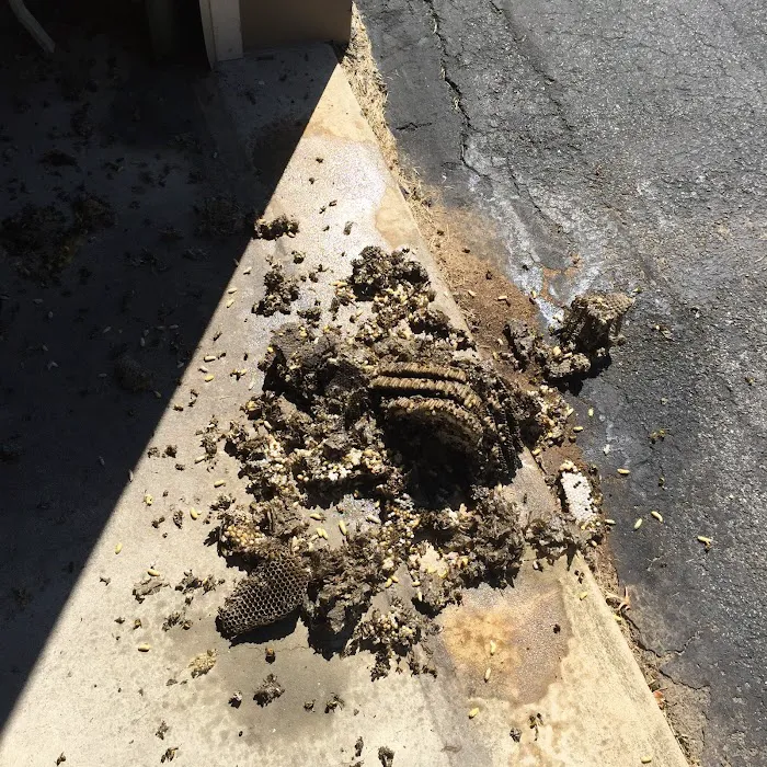 Genesis Termite and Pest Control Picture 9