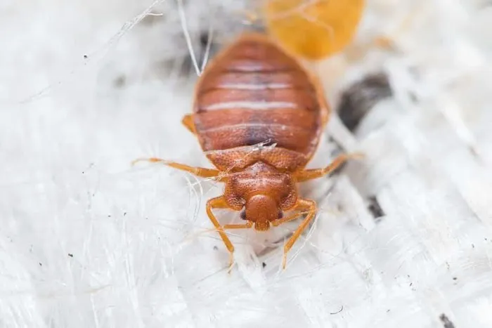 Genesis Termite and Pest Control Picture 4