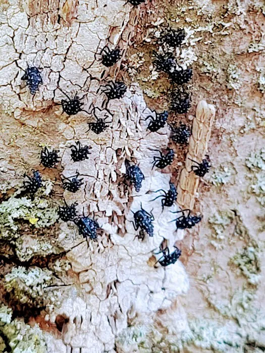 Dominion Pest Control LLC Picture 7