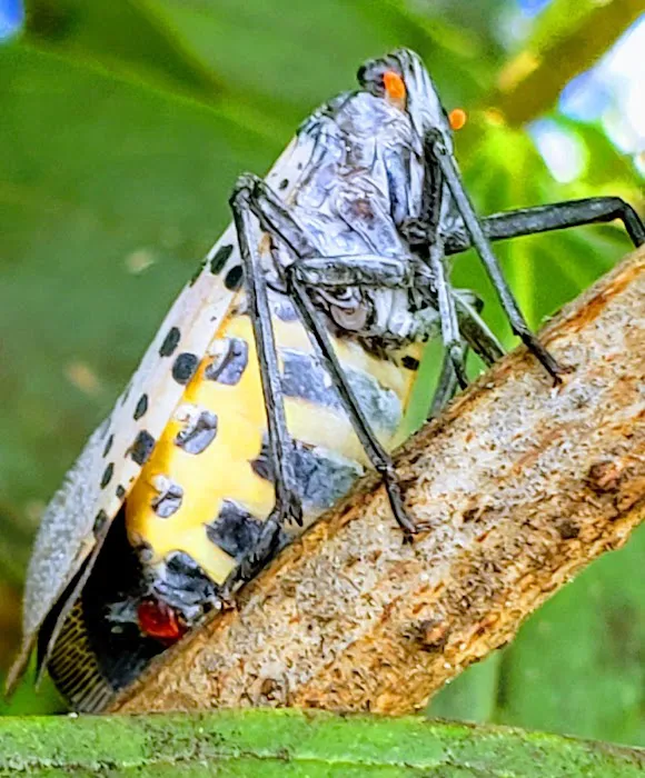 Dominion Pest Control LLC Picture 2