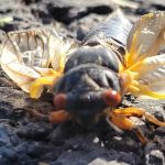 Dominion Pest Control LLC