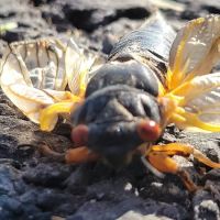 Dominion Pest Control LLC ico