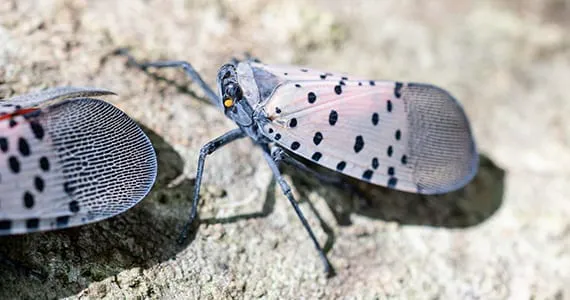 Tomlinson Bomberger Pest Control Picture 7