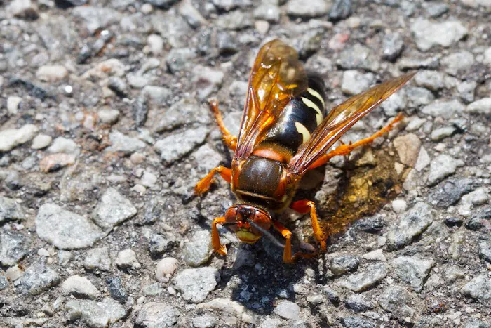 Tomlinson Bomberger Pest Control Picture 9
