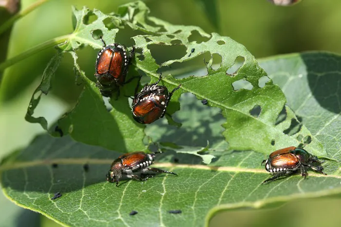 Tomlinson Bomberger Pest Control Picture 8