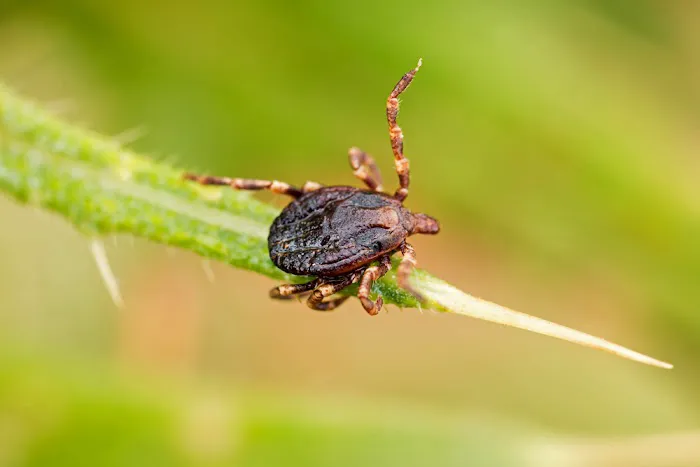 Tomlinson Bomberger Pest Control Picture 6