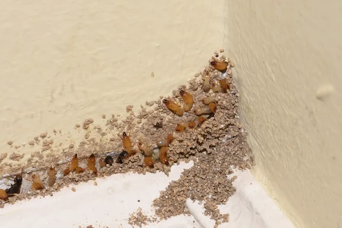 Tomlinson Bomberger Pest Control Picture 1