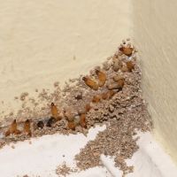 Tomlinson Bomberger Pest Control ico