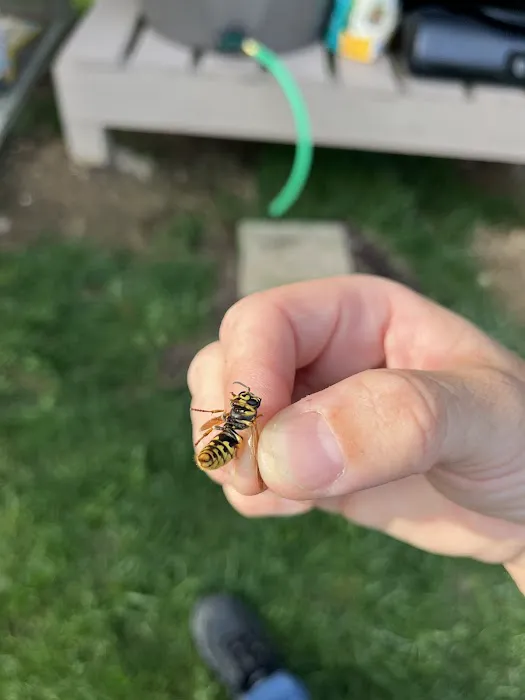 Maverick Pest Solutions Picture 1