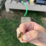 Maverick Pest Solutions