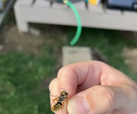 Maverick Pest Solutions