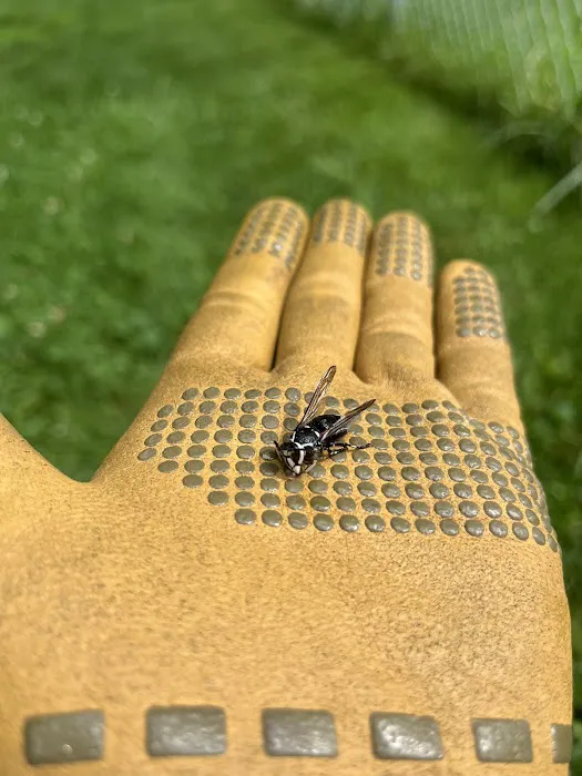 Maverick Pest Solutions Picture 6