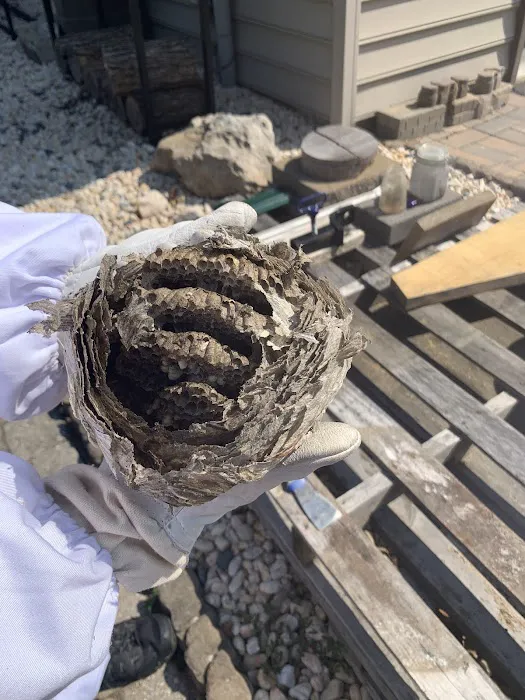 Maverick Pest Solutions Picture 10