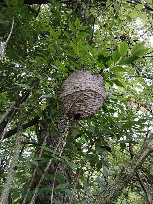Just Wildlife and Bees LLC Picture 9
