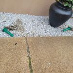 Green Pest Solutions