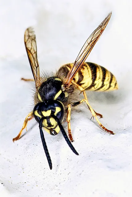 P Wilson Pest Control Co. Picture 5