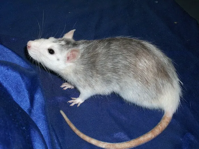 P Wilson Pest Control Co. Picture 3
