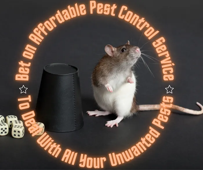 Affordable Pest Control Service Picture 1