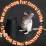 Affordable Pest Control Service