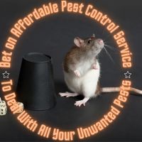 Affordable Pest Control Service ico