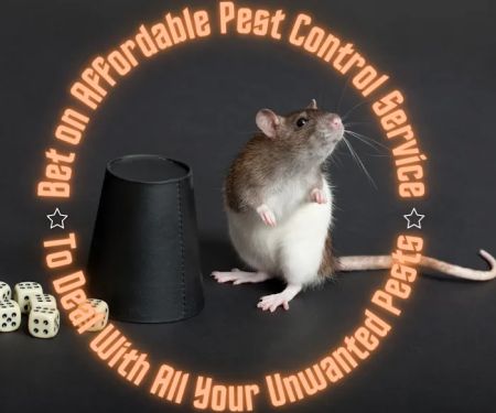 Affordable Pest Control Service
