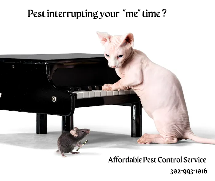 Affordable Pest Control Service Picture 2