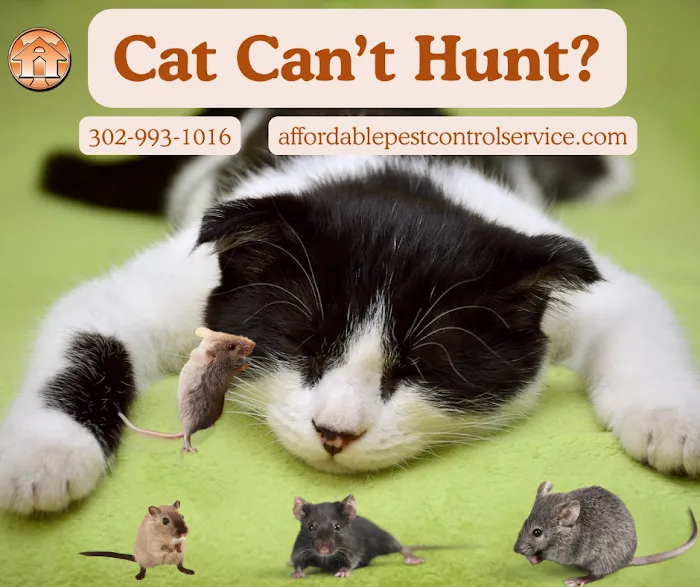 Affordable Pest Control Service Picture 10